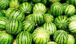 火树吃瓜没吃全,揭秘未尝全味的背后故事