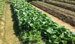 新兴区吃瓜视频