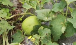 网红雪梨吃瓜,揭秘网红圈背后的真实故事