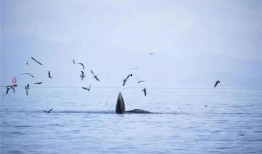 吃瓜的鲸,揭秘海洋中的“美食家”