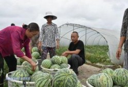 赣榆吃瓜的地方吗,赣榆特色吃瓜胜地探秘