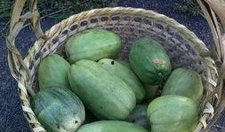 梦到田里摘瓜吃,田中摘瓜的奇幻体验