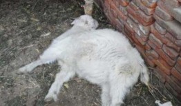 小羊吃不吃瓜,探索食草动物的新食趣