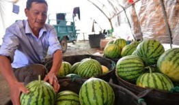 吃瓜职工,职场中的“瓜田”众生相