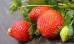 梦到田里摘瓜吃,田中摘瓜的奇幻体验