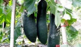 丰收瓜芯可以吃吗,揭秘可食用之谜