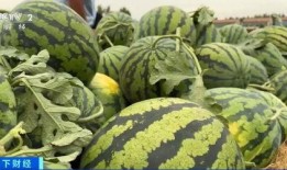 火树吃瓜没吃全,揭秘未尝全味的背后故事