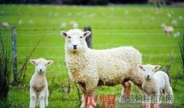 在下是小羊吃瓜事件,一场网络狂欢背后的真相与反思