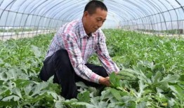 金山花园吃瓜,夏日吃瓜盛宴，畅享清凉时光