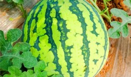 云兰吃瓜网,揭秘娱乐圈最新热点，带你畅游八卦海洋