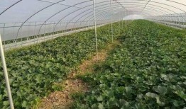 青农吃瓜事件,一场网络舆论的风暴与反思