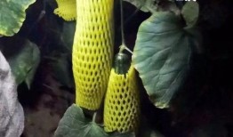 女人吃羊角蜜瓜好吗