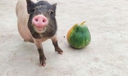 无敌猪吃瓜,揭秘猪界“吃瓜群众”的趣味生活