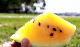 直接吃的黄色的瓜,尽享自然美味——探索直接食用的黄色瓜果