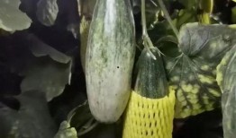 女人吃羊角蜜瓜好吗