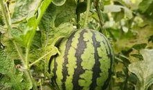 吃瓜亲子头像,趣味头像背后的温馨故事