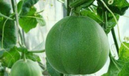 奶瓜树可以吃,天然美味，营养丰富的绿色食品探索