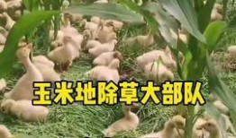 养羊吃瓜,瓜果飘香中的绿色养殖之道