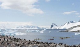 吃瓜的鲸,揭秘海洋中的“美食家”