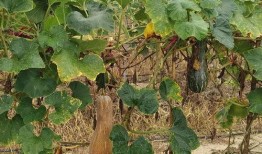 奶瓜树可以吃,天然美味，营养丰富的绿色食品探索