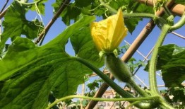 新兴区吃瓜视频