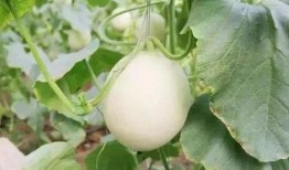 介休最新吃瓜事件,真相竟如此反转！