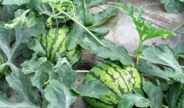 金山花园吃瓜,夏日吃瓜盛宴，畅享清凉时光