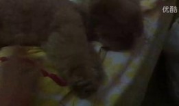 发疯的吃瓜视频大全,笑到肚子疼的瞬间回顾