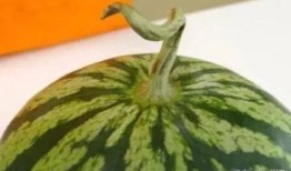 西瓜只吃瓜屁股,揭秘西瓜“屁股”的独特魅力