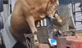 养羊吃瓜,瓜果飘香中的绿色养殖之道