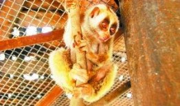 吃瓜的小怪兽,揭秘吃瓜小怪兽的趣味食界之旅