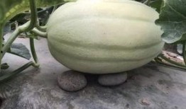 找瓜吃瓜,一场说吃就吃的“找瓜”之旅