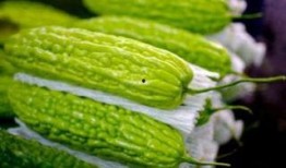 孕妇吃润喉瓜,孕妇养生新选择