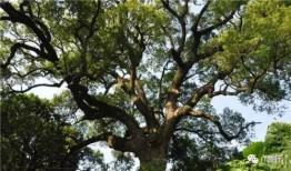 火树吃瓜没吃全,揭秘未尝全味的背后故事