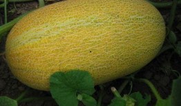 多人吃哈密瓜,多人品尝哈密瓜的美好时光