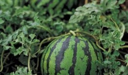 超大勺子吃瓜,揭秘娱乐圈的“瓜田”奇观