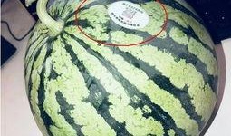 吃瓜师,师生间的趣味互动