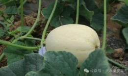 饭前吃脆瓜,清新开胃，健康饮食新选择