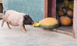 无敌猪吃瓜,揭秘猪界“吃瓜群众”的趣味生活