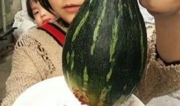 什么瓜蒸着吃甜,揭秘蒸制甜瓜的独特魅力