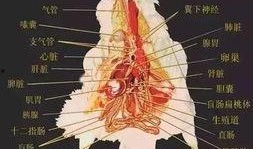 解剖吃内脏的瓜,内脏瓜的解剖与食文化