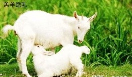 在下是小羊吃瓜事件,一场网络狂欢背后的真相与反思