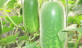 公婆吃瓜视频大全,公婆吃瓜视频大全趣味盘点