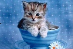 小猫可以吃吊瓜,揭秘吊瓜的诱惑