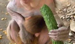 猴子吃瓜背景,一场猴子的夏日盛宴