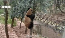 女装店吃瓜爬树,吃瓜爬树，揭秘日常生活中的趣味瞬间