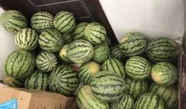 维维吃瓜视频,揭秘娱乐圈幕后故事