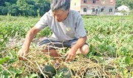 村里老人吃瓜动作