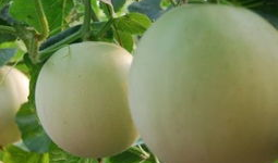 吃瓜过敏喉咙痒,揭秘过敏源与应对策略