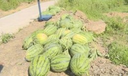 丰收瓜芯可以吃吗,揭秘可食用之谜